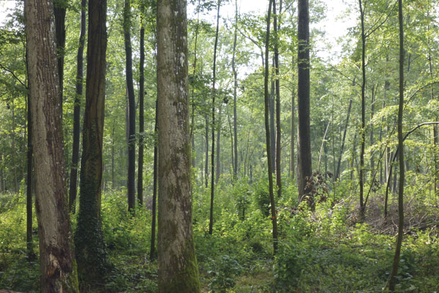 Hausse du prix de vente du bois sur pied selon France Bois Fort