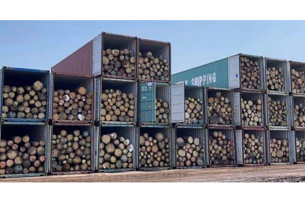 Toujours plus de grumes de chêne exportées en Chine selon la FNB